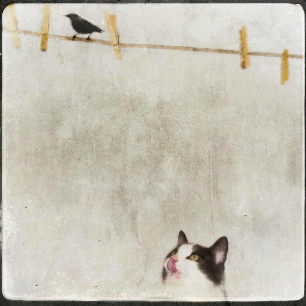 sylvester's daydream copy
