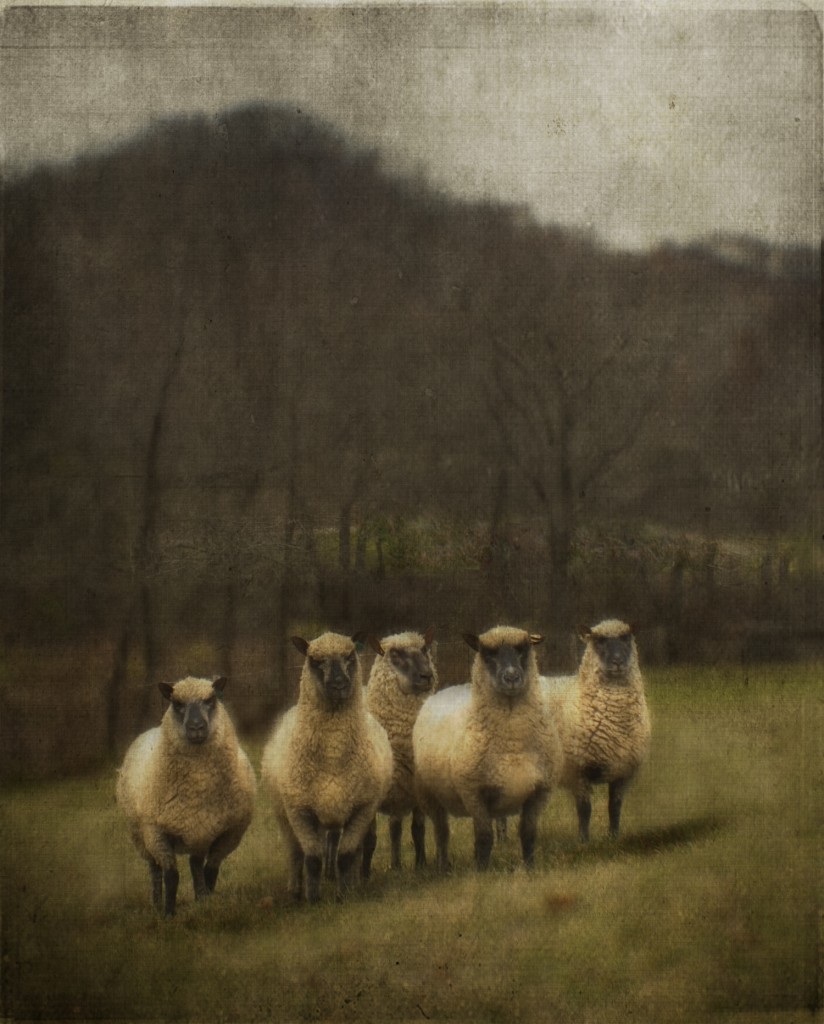 flock of sheep with road lighter